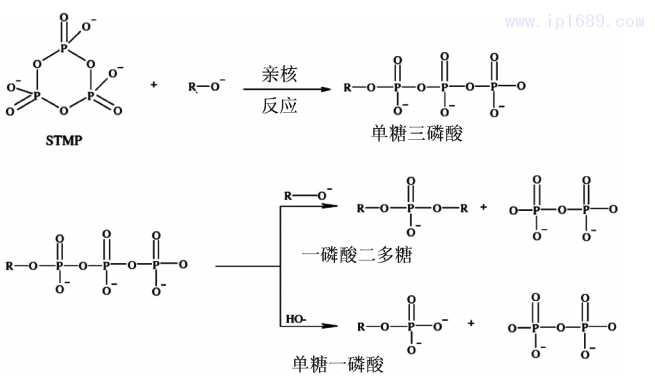 圖 2 淀粉和黃原膠與三甲基磷酸鈉( STMP) 的交聯(lián)反應(yīng)示意圖［10］2